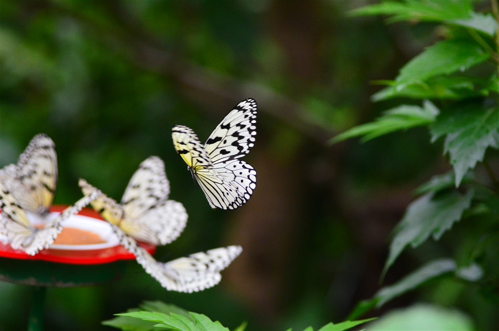 価格 Com ふれあい昆虫館２ ゆっくり飛ぶ蝶ですが僕のウデではフレーミング出来ず ニコン D7000 18 300 Vr スーパーズームキット なかなかの田舎者さん のクチコミ掲示板投稿画像 写真 夏から秋へ