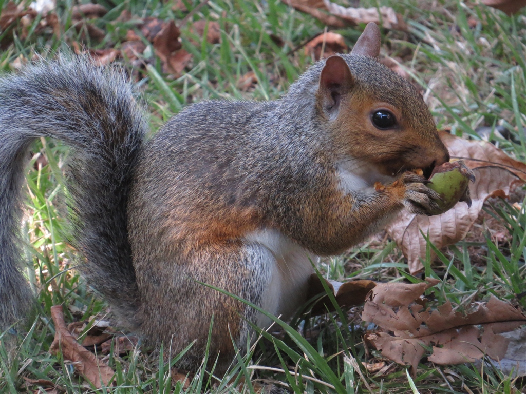 価格 Com Sx50hs リス トウブハイイロリス Eastern Grey Squirrel Canon Powershot Sx50 Hs Sakanatarouさん のクチコミ掲示板投稿画像 写真 Sx50 Hsで撮った写真を貼りませんか Part 14