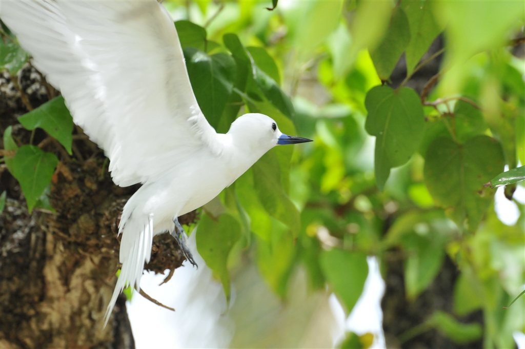 『シロアジサシです。』 デジタル一眼カメラ おとめ座のおっさんさんのクチコミ掲示板投稿画像・写真「Nikonでの野鳥撮影