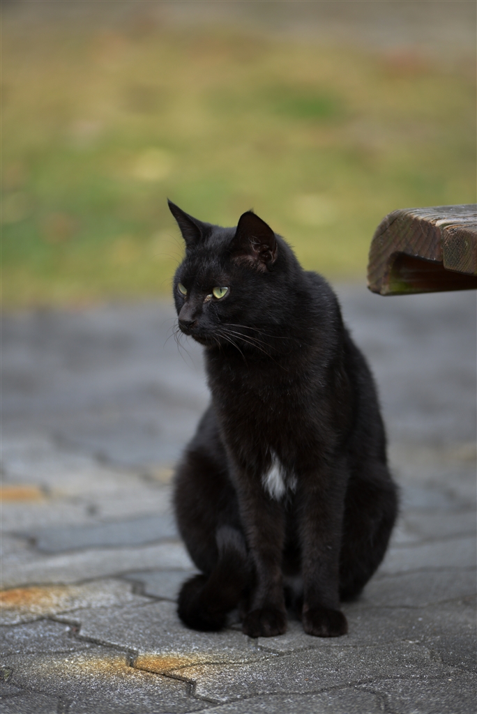 タモ猫 価格.com - 『おなかあたりだけ白い黒猫、いわゆるタキシード