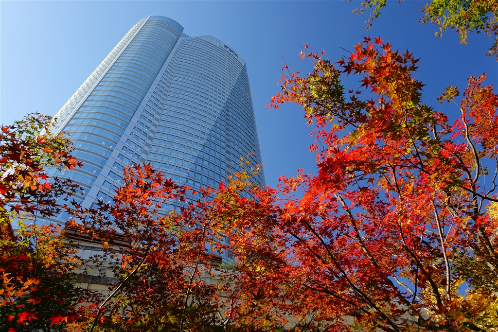 価格 Com 毛利庭園の紅葉と六本木ヒルズ Sony サイバーショット Dsc Rx10 カッピィさん のクチコミ掲示板投稿画像 写真 一足お先にクリスマスイルミネーション