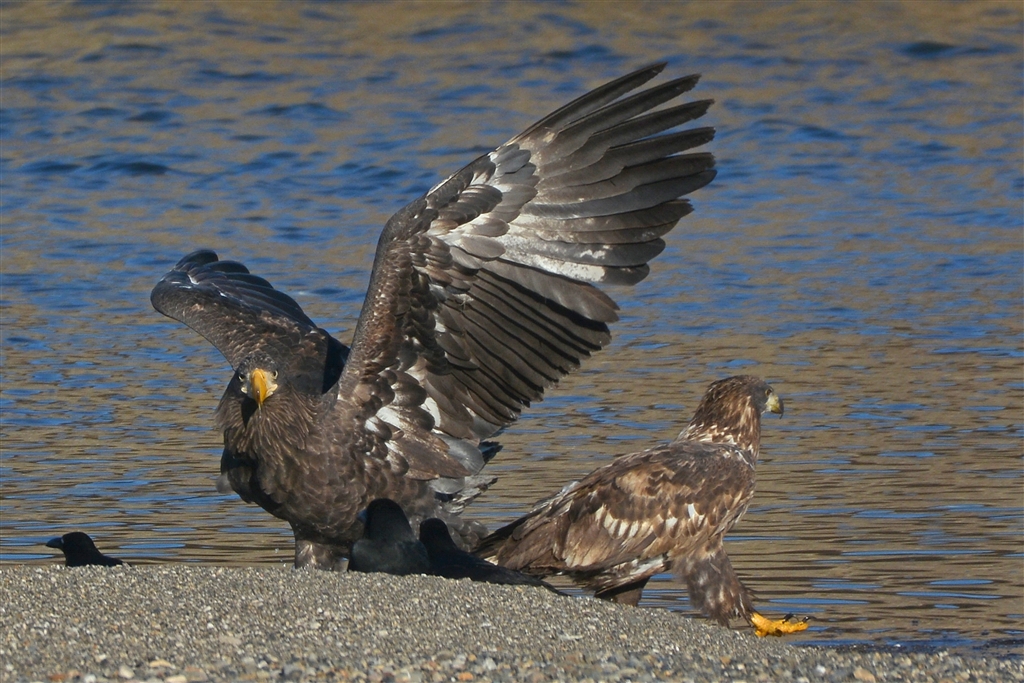 価格 Com オオワシ幼鳥とオジロワシ幼鳥の幼馴染 デジタル一眼カメラ ブローニングさんのクチコミ掲示板投稿画像 写真 価格コム限定 モーキンズ 結成 第二弾 1754029