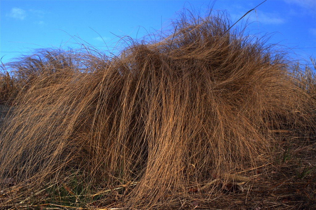 価格 Com リニア仕上げ 河川道路に生えている草 名前不明 Canon Ef40mm F2 8 Stm ずっこけダイヤさん のクチコミ掲示板投稿画像 写真 パンケーキファンの方はこちらへどうぞ パート15