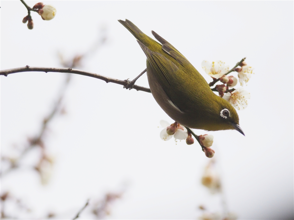 価格 Com メジロもこの通り 果たして原因は オリンパス Olympus Om D E M1 12 40mm F2 8 レンズキット アナログおじさん２００９さん のクチコミ掲示板投稿画像 写真 E M1はじめマイクロフォーサーズ機での野鳥撮影におけるレンズ考