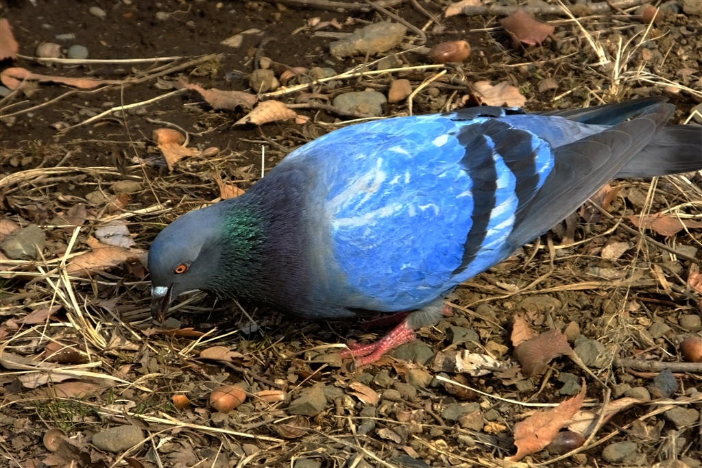 鳩 61GKEOgvj-L._AC_UL210_SR210,