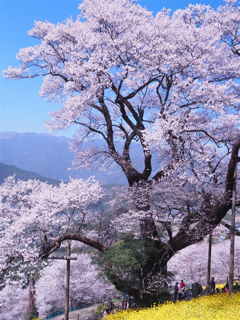 価格 Com 仁淀川町の樹齢５００年のひょうたん桜 オリンパス Olympus Om D E M1 ボディ Koge四代目さん のクチコミ掲示板投稿画像 写真 E M1で桜撮影