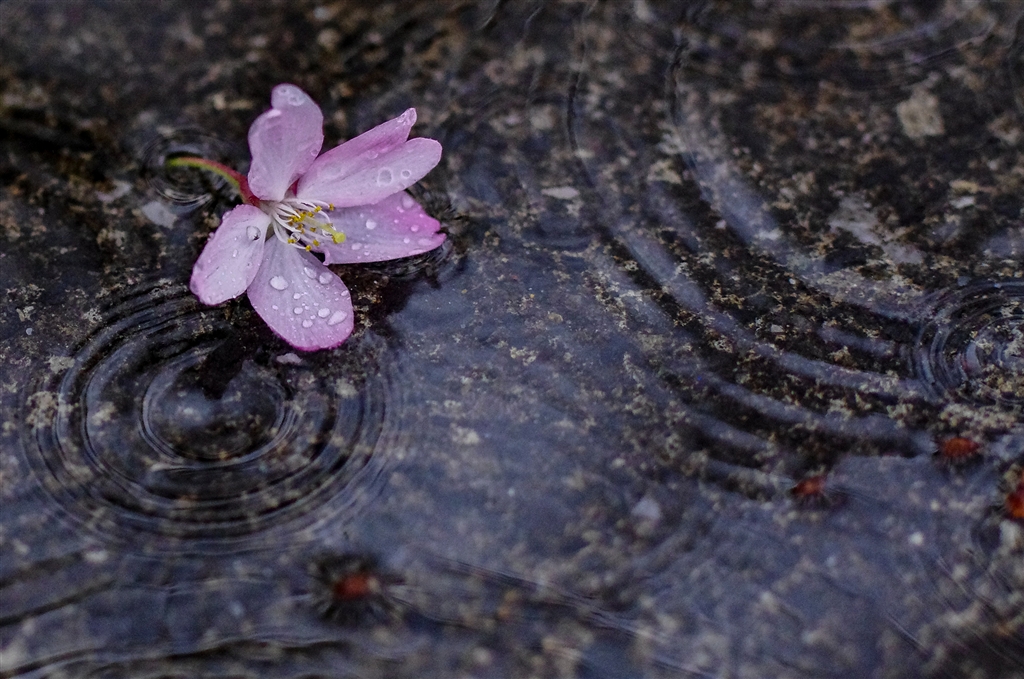 雨桜 価格.com - 『落ちた桜と雨』ペンタックス PENTAX K-3 ボディ レイヴン