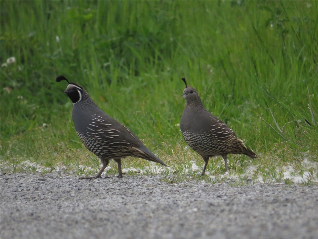 価格 Com California Quail カンムリウズラ つがい Canon Powershot Sx50 Hs Sakanatarouさん のクチコミ掲示板投稿画像 写真 Sx50hs お気楽野鳥撮影を楽しもう Part 29