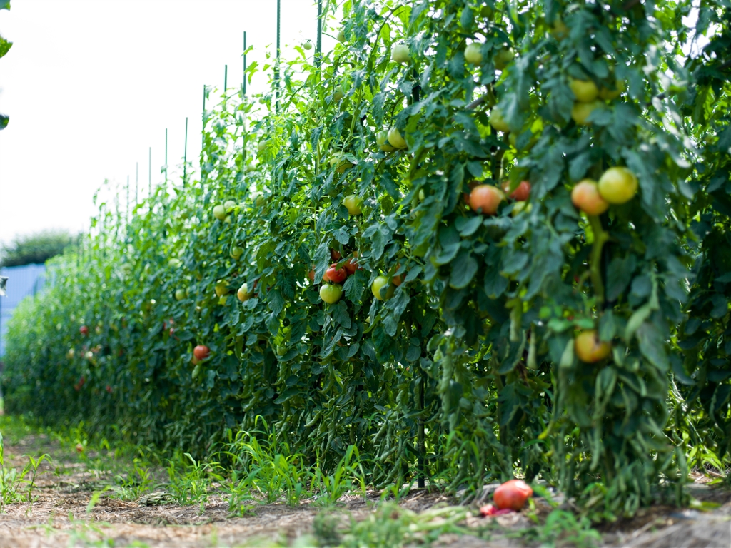 価格 Com トマト畑のトマトです 隣はきゅうり畑 ライカ Leica S2 ボディ Golfkiddsさん のクチコミ掲示板投稿画像 写真 画像アップがないのでアップします