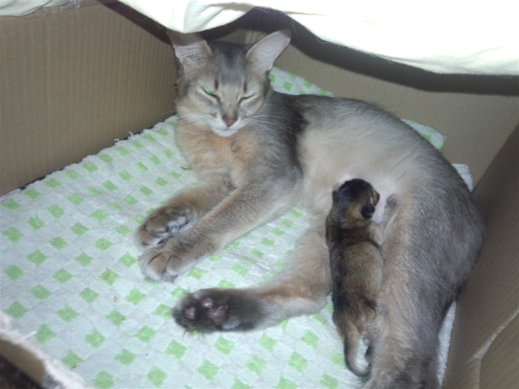 価格 Com ブルー因子フォーン因子があるのにルディ 笑 セミフォーリン ソマリ そまおさん のクチコミ掲示板投稿画像 写真 ソマリ 飼い始めました