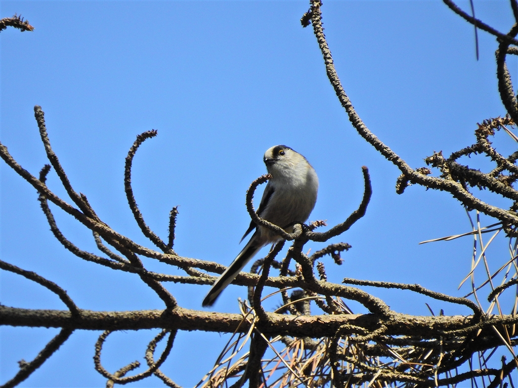  Com Coolpix P900 