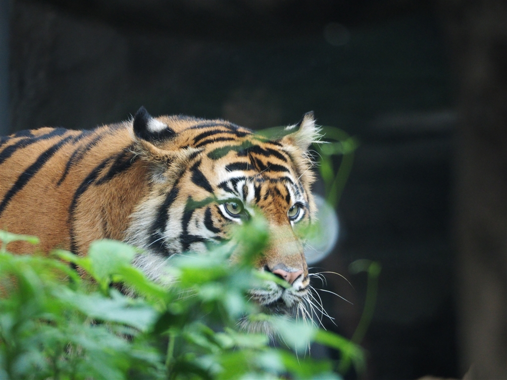 価格 Com 森で獲物 狙う大きなトラ柄のネコ オリンパス Olympus Om D E M1 12 40mm F2 8 レンズキット むーぞうさん のクチコミ掲示板投稿画像 写真 Iso1600でチャレンジ 価格 Com 森で獲物 狙う大きなトラ柄のネコ オリンパス Olympus Om D E M1 12 40mm F2 8 レンズキット むーぞうさん のクチコミ掲示板投稿画像 写真 Iso1600でチャレンジ