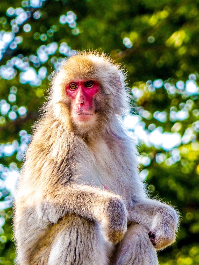 価格.com - 『上野動物公園の猿山の猿』パナソニック LUMIX DMC-FZ300