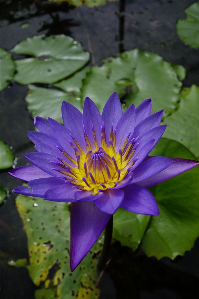 価格 Com タイガーロータスの花です Sony サイバーショット Dsc Rx100 旅に出ます さん のクチコミ掲示板投稿画像 写真 Mf置きピン片手手持ちノーファインダーで飛んでるトンボに挑戦