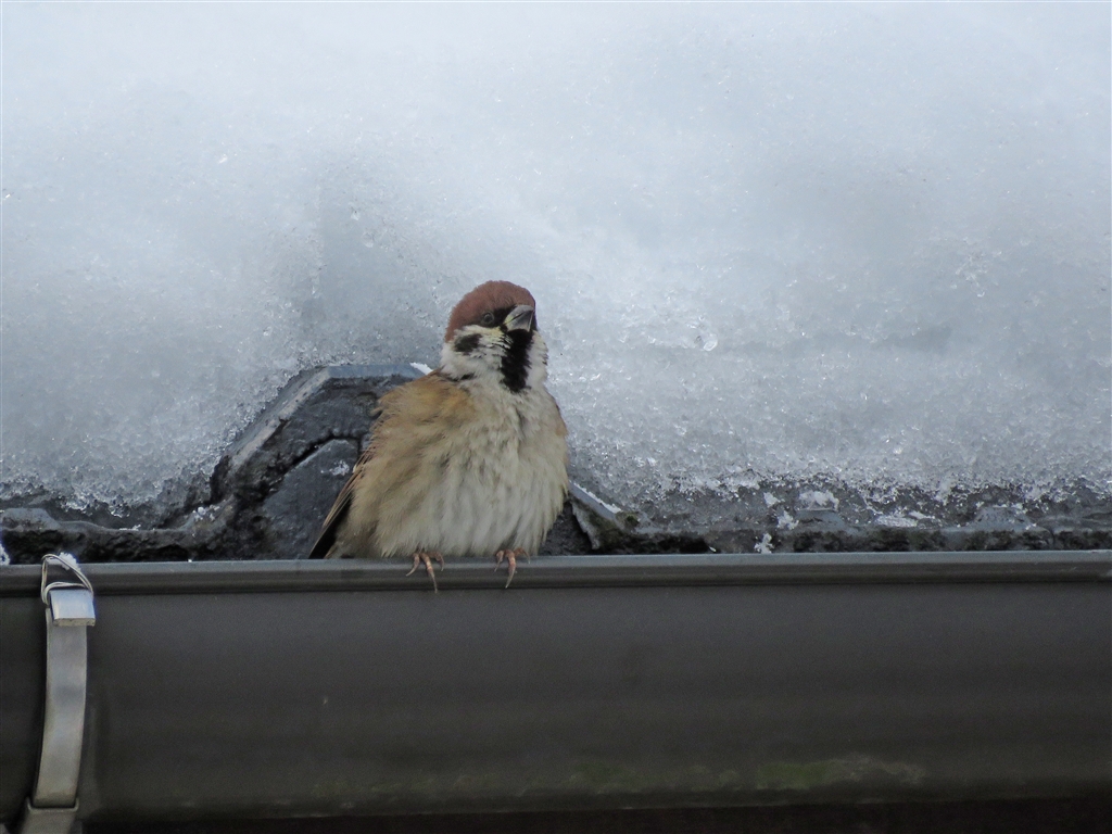 価格 Com 後の雪にも注意して Canon Powershot Sx60 Hs Rsnb8さん のクチコミ掲示板投稿画像 写真 寒中お見舞い 申し上げます