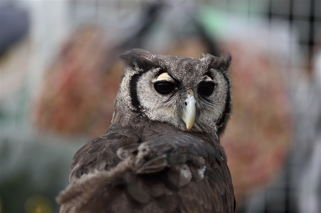 『クロワシミミズク?』 デジタル一眼カメラ おとめ座のおっさんさんのクチコミ掲示板投稿画像・写真「価格コム限定「モーキンズ
