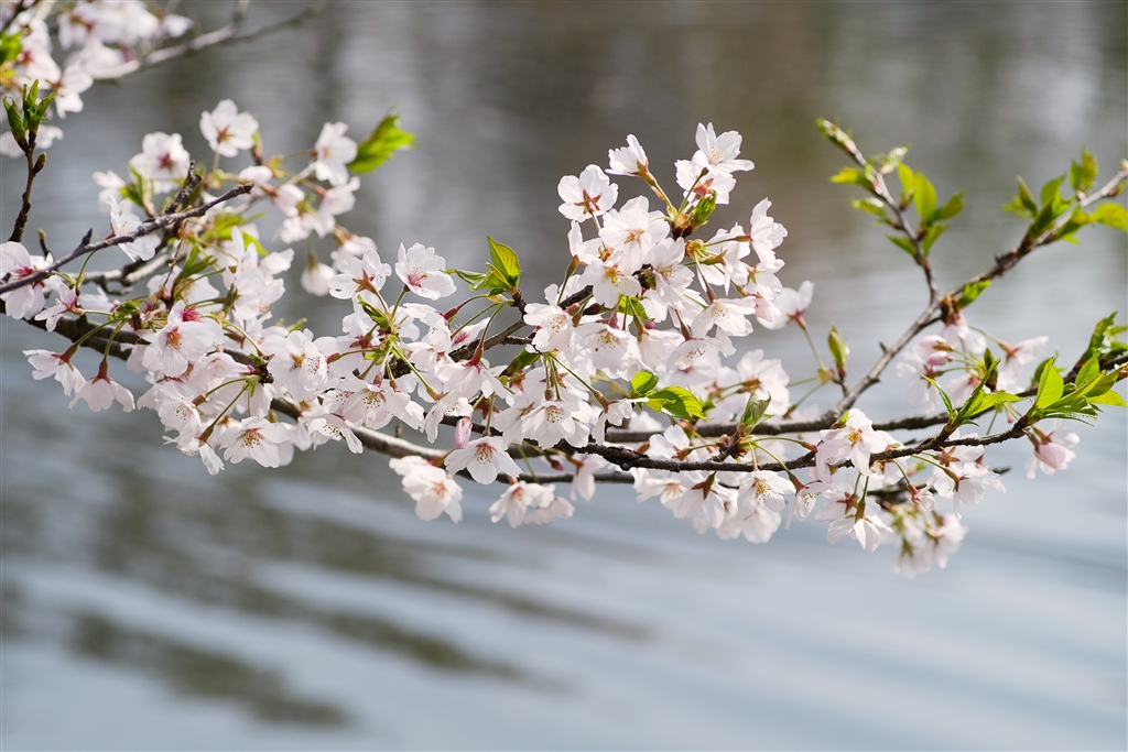 m90-f2-8-f5-6-fujifilm-x-e2-4001