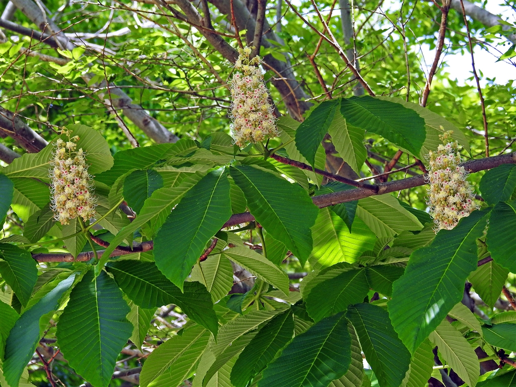 価格.com - 『トチノキ(栃の木)の花 山歩中よく目にするデカイ葉の木がトチノキ 花も実もデカイ』 デジタル一眼カメラ yamaya60 ...