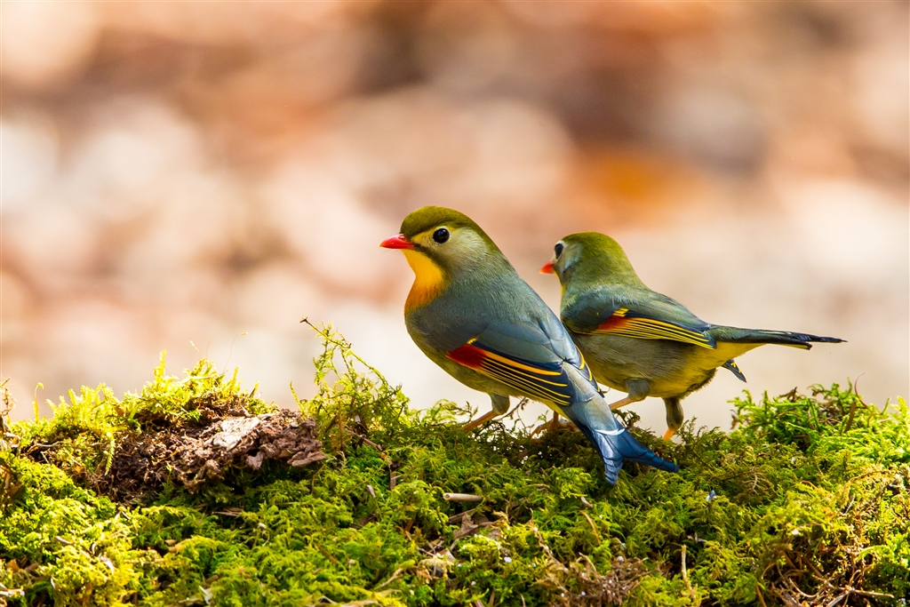 価格.com - CANON EOS-1D X Mark II ボディ 野鳥三昧さん のクチコミ 