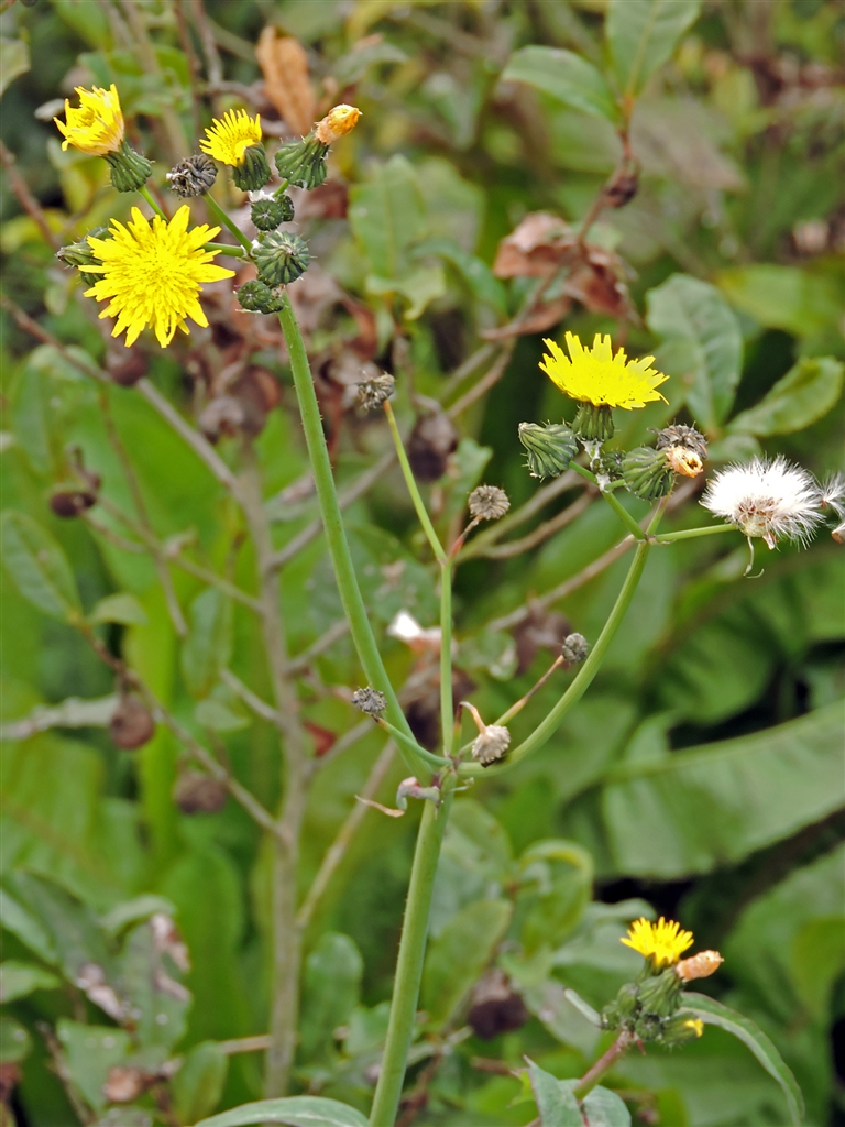 価格 Com ノゲシ 野芥子 キク科ノゲシ属 別名ハルノゲシ 茎や葉に棘が有るが柔らかく痛くない デジタル一眼カメラ Yamaya60さんのクチコミ掲示板投稿画像 写真 写真作例 色いろいろ Part210 花と緑のそよ風 価格 Com ノゲシ 野芥子 キク科ノゲシ属 別名ハルノゲシ 茎や葉に棘が有るが柔らかく痛くない デジタル一眼カメラ Yamaya60さんのクチコミ掲示板投稿画像 写真 写真作例 色いろいろ Part210 花と緑のそよ風