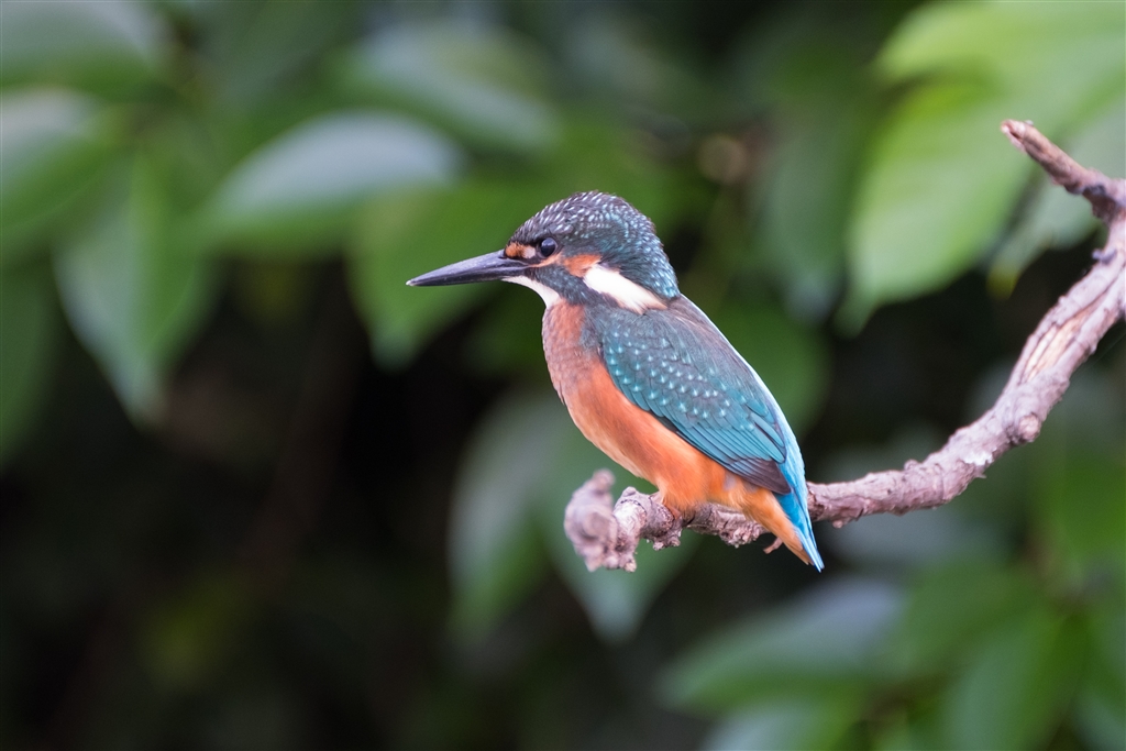 富士フイルム FUJIFILM XPro2 ボディ Captain Caribeさん のクチコミ掲示板投稿画像・写真「X