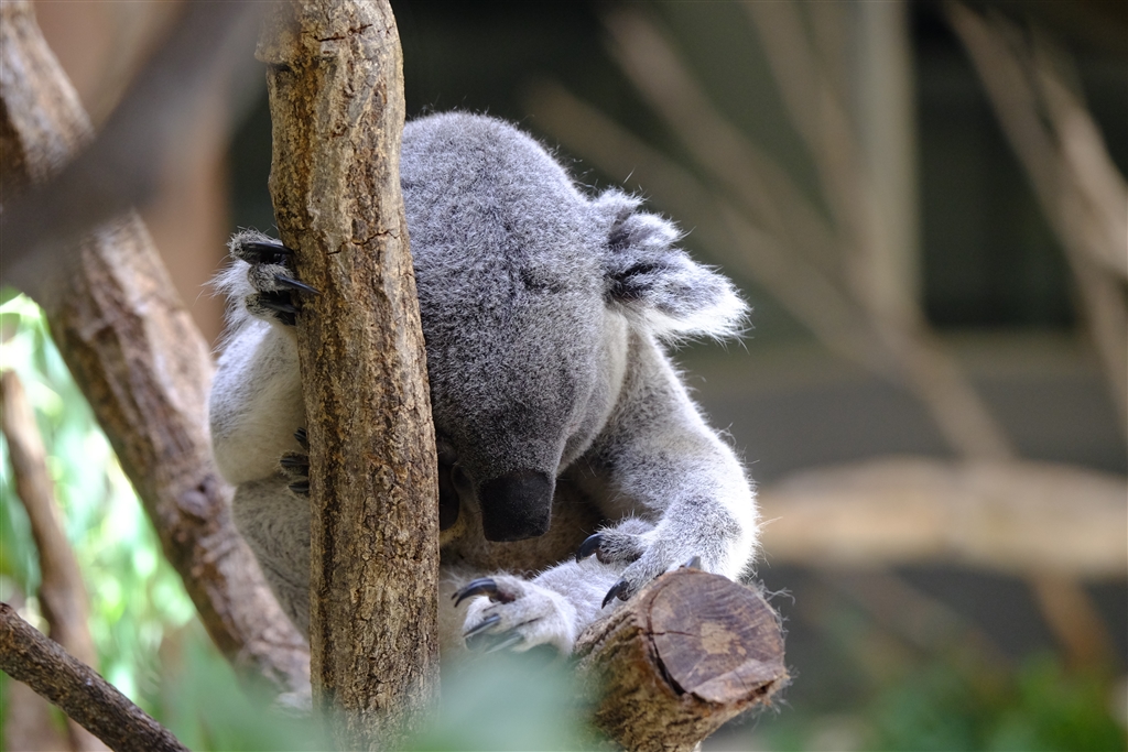 価格 Com 2 多摩動物公園 東京 睡眠中の コアラ 食事の時は積極的に活動します 富士フイルム Fujifilm X T1 ボディ Tnk85f14さん のクチコミ掲示板投稿画像 写真 X T1で撮った写真を掲載しましょう Part41