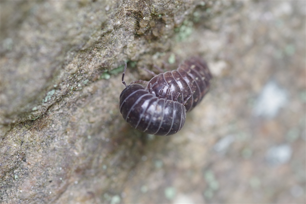 価格 Com ダンゴムシの喧嘩 ペンタックス Pentax K 1 ボディ 常にマクロレンズ携帯さん のクチコミ掲示板 投稿画像 写真 結局ｋ １は 噂とデザインだけで終わった