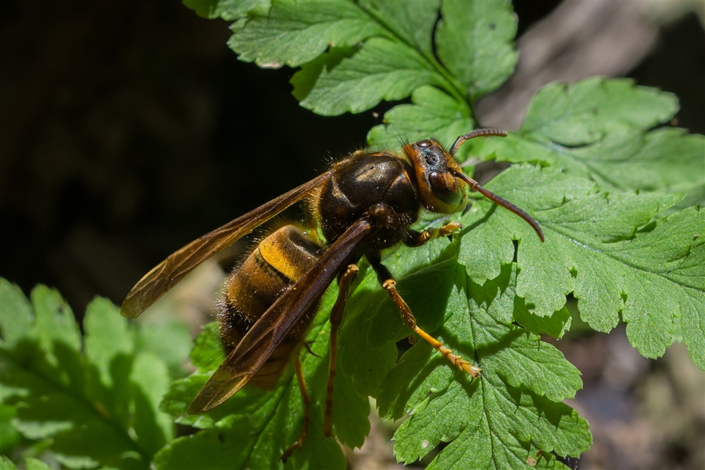 価格 Com 機種違い ケブカスズメバチ 変な人 ニコン D610 ボディ Higara60さん のクチコミ掲示板投稿画像 写真 D600 D610 Nikon仲間の作例集まれ っ ヽ 0 ノ Part17