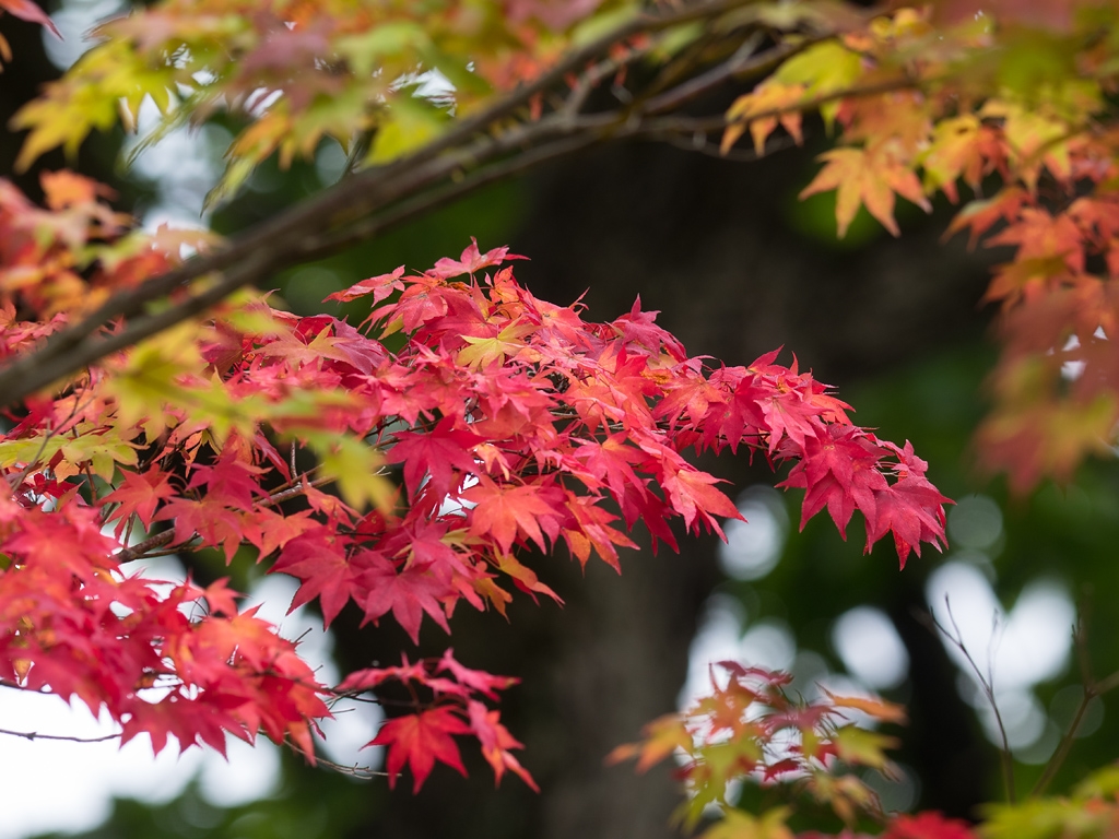 紅葉☆ 鯉と紅葉 撮影：2024.11.16 OM SYSTEM OM-1 Mark II M.ZUIKO