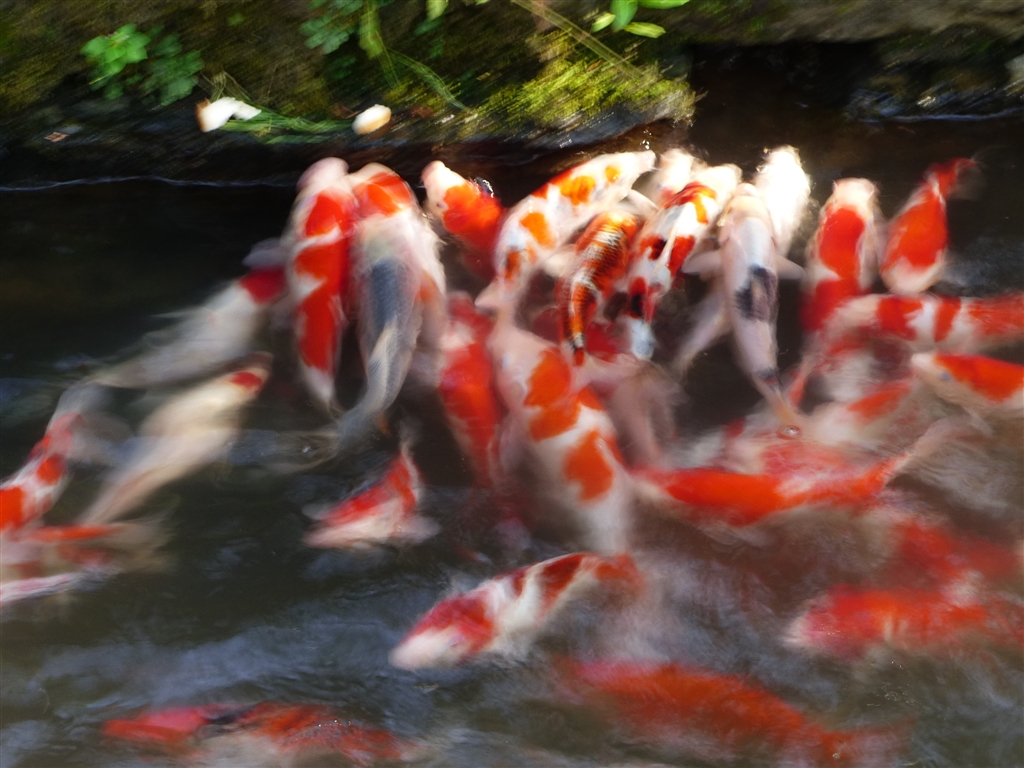 価格 Com かみってる カメラその他 源蔵ポジさんのクチコミ掲示板投稿画像 写真 初心者ですがよろしくお願いします