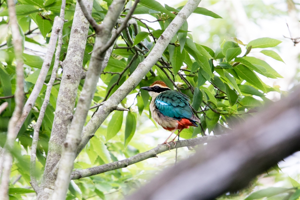 価格 Com 滋賀県 ヤイロチョウ レンズ Racklさんのクチコミ掲示板投稿画像 写真 お気に入りのズームレンズで撮った野鳥をお見せ下さい