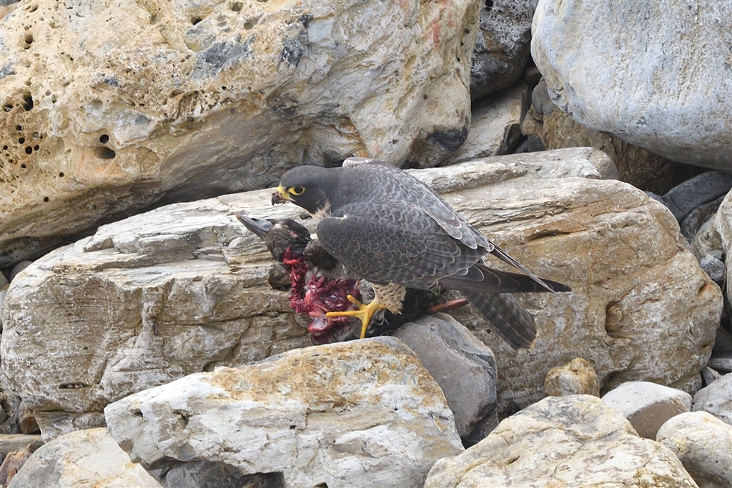 価格.com - 『カラスが！ グロ、等倍閲覧注意』 デジタル一眼カメラ