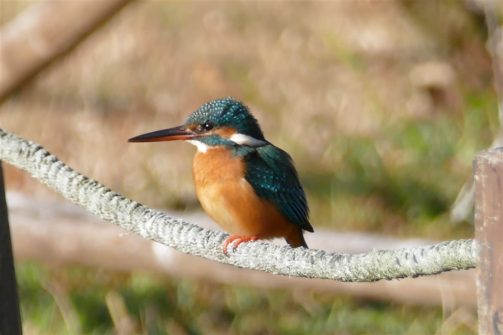 Lumix Fz85 シャッタースピード