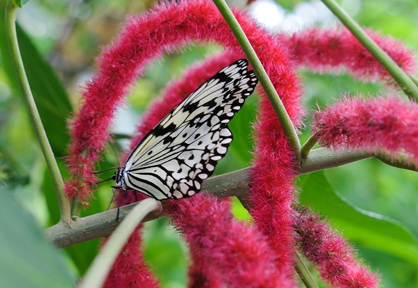 価格 Com 温室の蝶々は面白い構図が写せる パナソニック Lumix Dmc Lx9 花の色はさん のクチコミ掲示板投稿画像 写真 欲しくなるレポート 作例