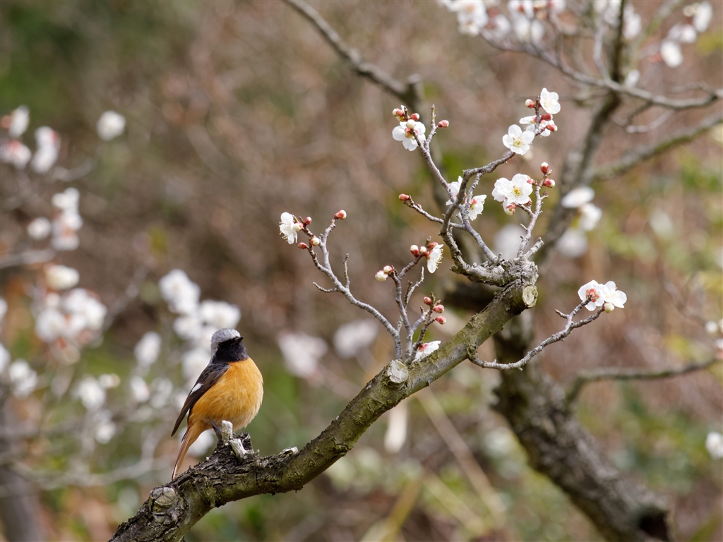 価格 Com パナソニック Lumix G Vario 100 300mm F4 0 5 6 Ii Power O I S H Fsa スパムチーズさん のクチコミ掲示板投稿画像 写真 早速get