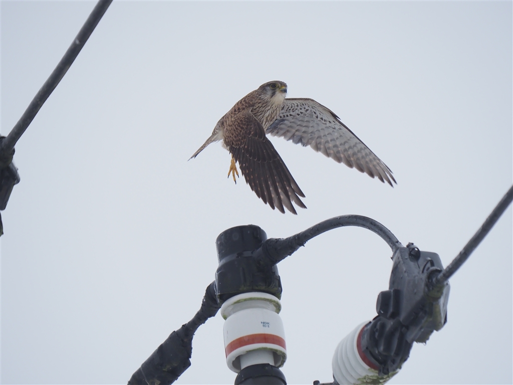 Lumix S1h 