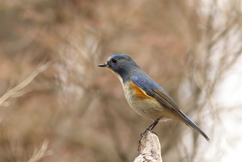 価格.com - 『EOS 7D Mark II+EF400mm F5.6L USM+EXTENDER EF1.4×です