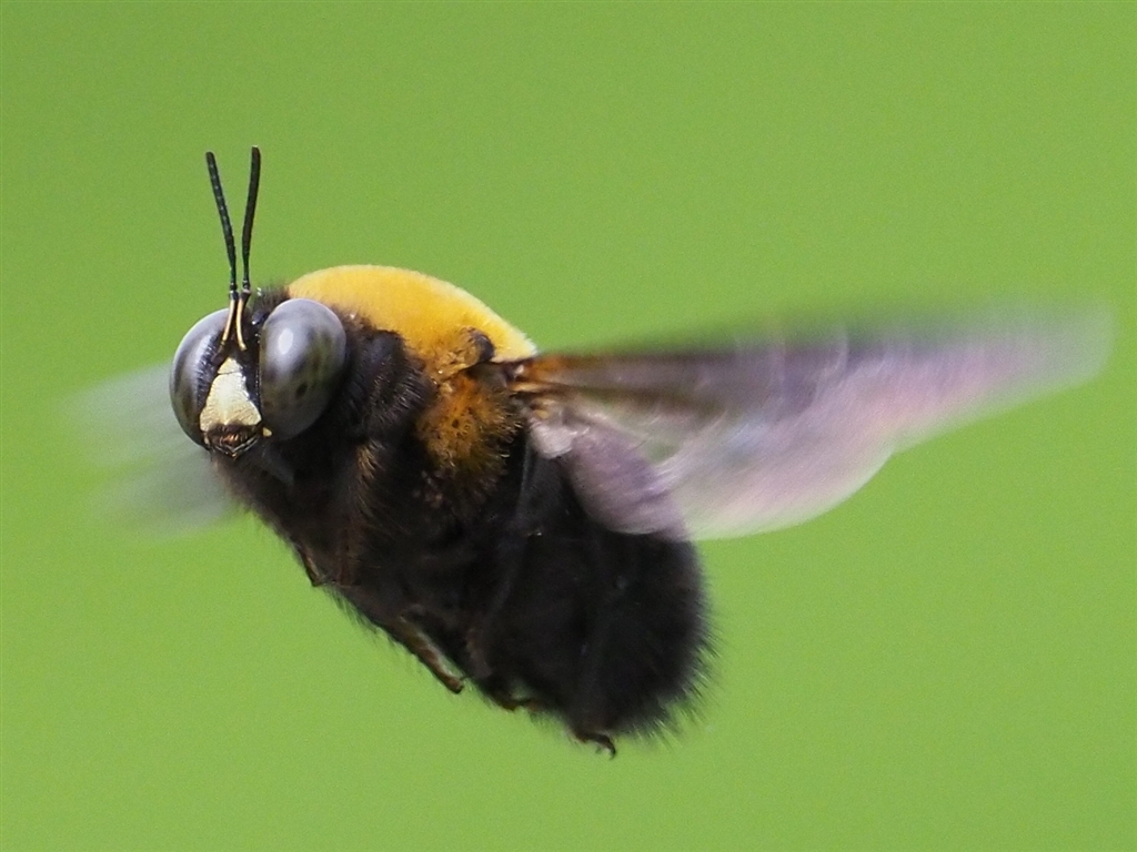 価格 Com もふもふのクマバチ３ ドップ注意 オリンパス M Zuiko Digital Ed 300mm F4 0 Is Pro Ken Yidongさん のクチコミ掲示板投稿画像 写真 写真をアップしましょう