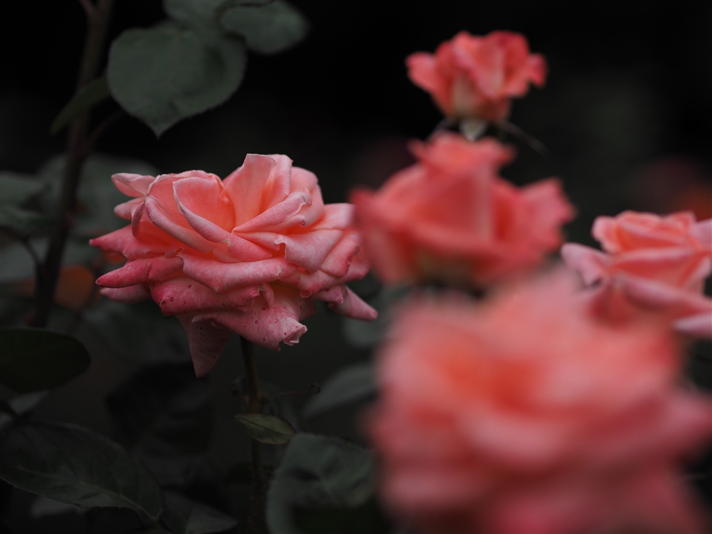  m zuiko digital ed 75mm f1 8 