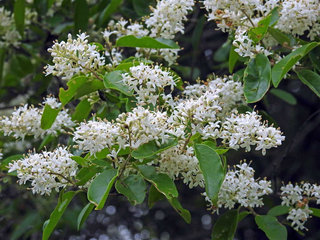 価格 Com ネズミモチの花 枝先に花序を付け白い小花を無数 秋に１ 弱の楕円形の紫黒色の実 デジタル一眼カメラ Yamaya60さんのクチコミ掲示板投稿画像 写真 写真作例 色いろいろ Part229 初夏を満喫 撮ったら貼ろう