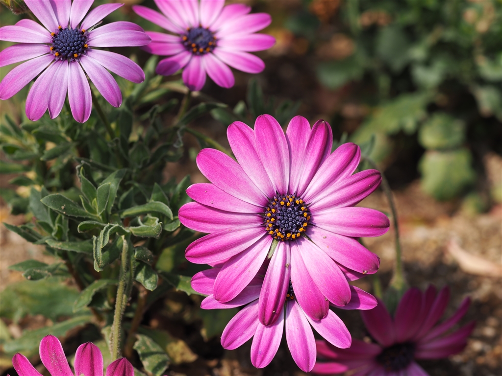  f5 6 ed 50mm f2 0 macro 5d2 
