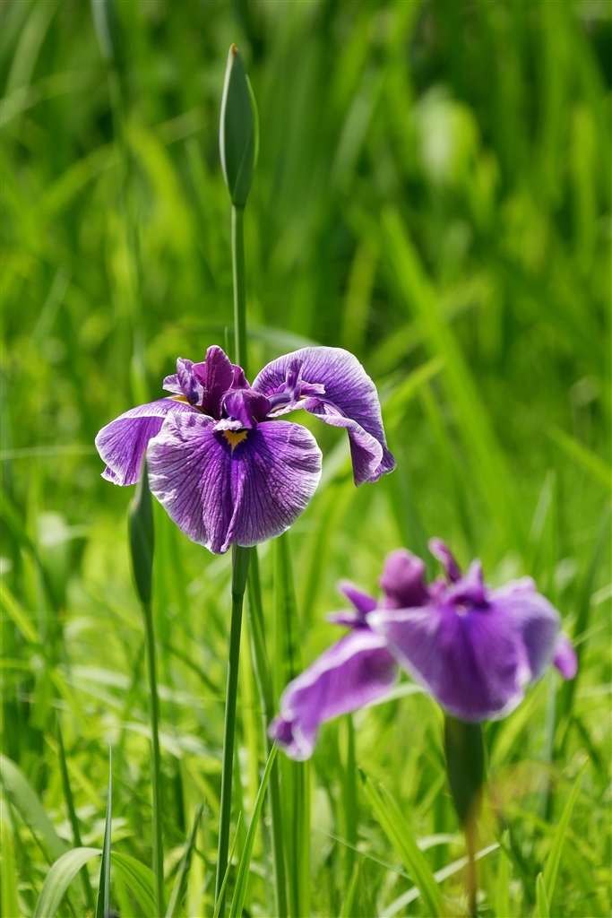 価格.com - 『花菖蒲』パナソニック LEICA DG VARIO-ELMAR 100-400mm