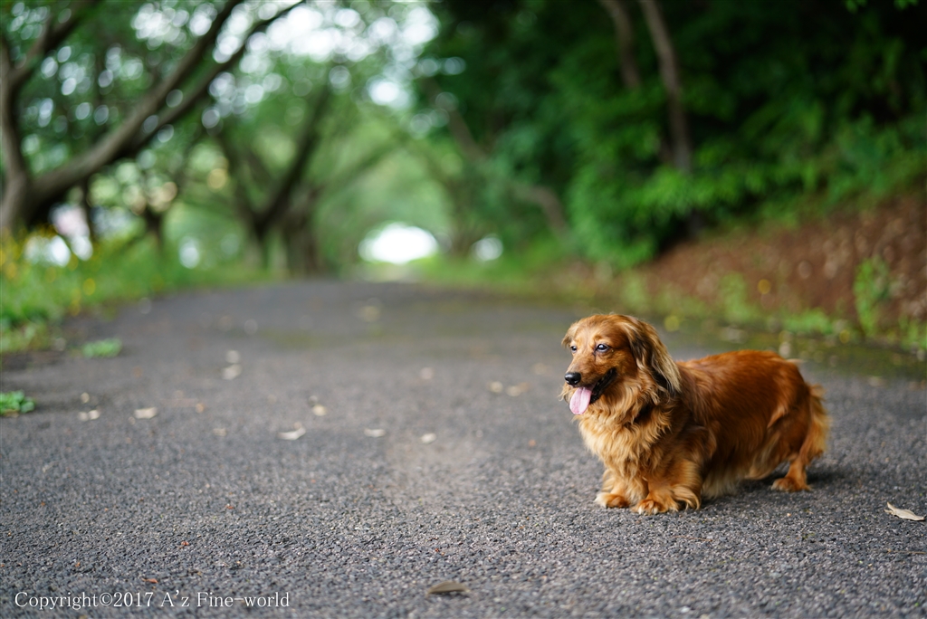 価格 Com 散歩 Sony Planar T Fe 50mm F1 4 Za Sel50f14z Saboten7さん のクチコミ掲示板投稿画像 写真 作例置き場