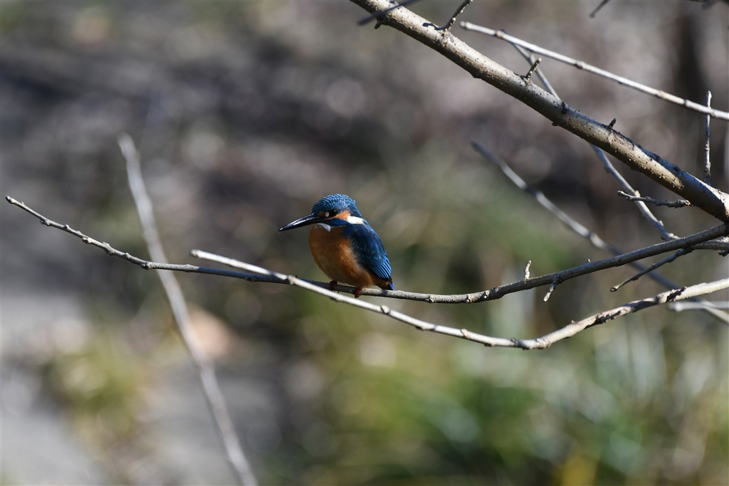 Nikon D500 Photomonograph Jp