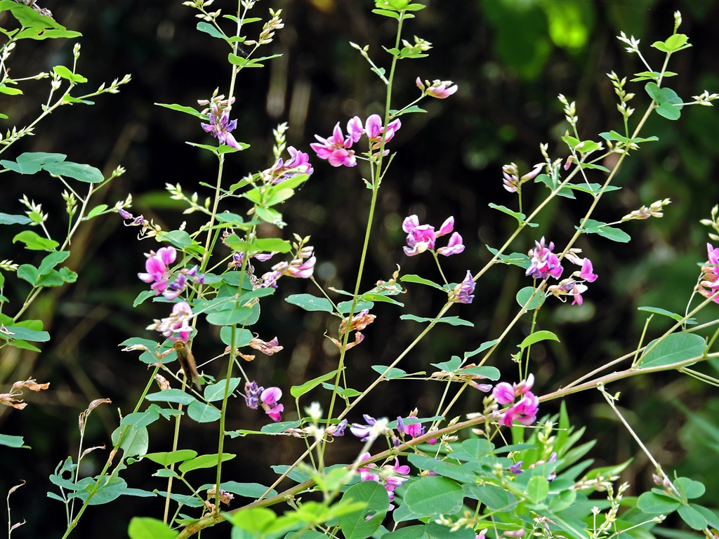 価格 Com ヤマハギ 山萩 花柄が長く花が葉から突き出る これが丸葉萩との違い 葉は楕円3枚 デジタル一眼カメラ Yamaya60さんのクチコミ掲示板投稿画像 写真 写真作例 色いろいろ Part234 残暑の中だから 貼りまくろう