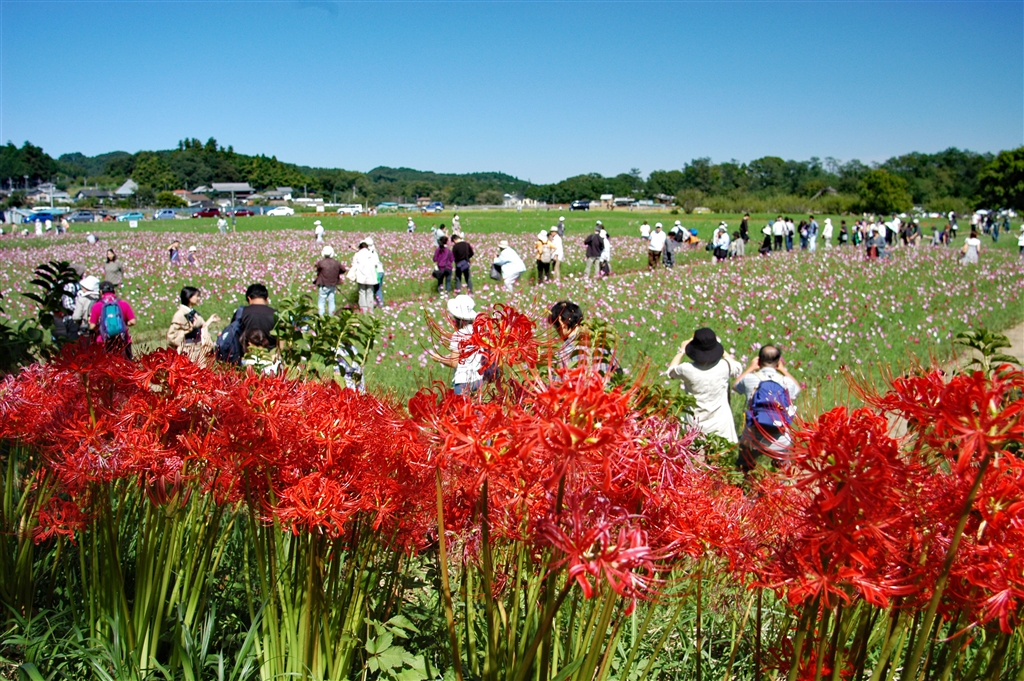 価格 Com 周りにコスモス畑 ニコン Df ボディ Shuu2さん のクチコミ掲示板投稿画像 写真 夏を楽しませる花たち