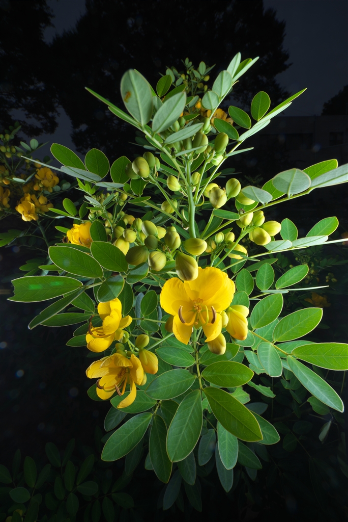 価格 Com カシア コリンボーサ Anhui Changgeng Optical Technology Laowa 15mm F4 Wide Angle Macro With Shift ソニーe用 ええでガンスさん のクチコミ掲示板投稿画像 写真 購入ボタン押してしまった