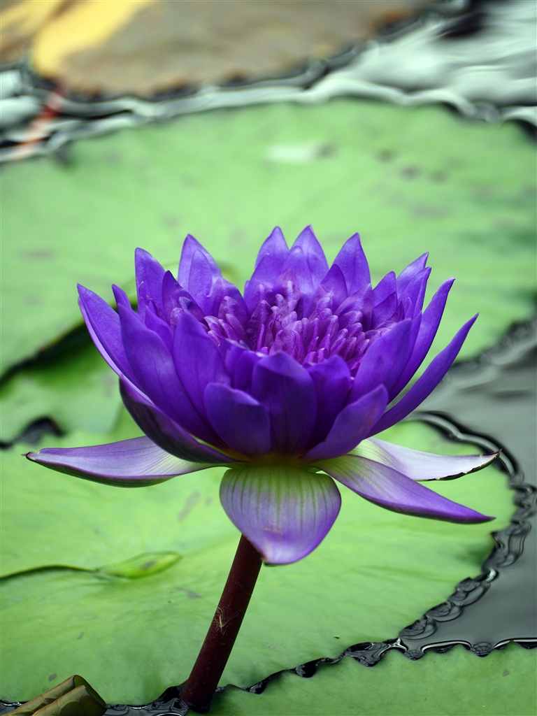 価格.com - 『E-M1』オリンパス OLYMPUS OM-D E-M1 12-40mm F2.8 レンズキット 松永弾正さん のクチコミ ...