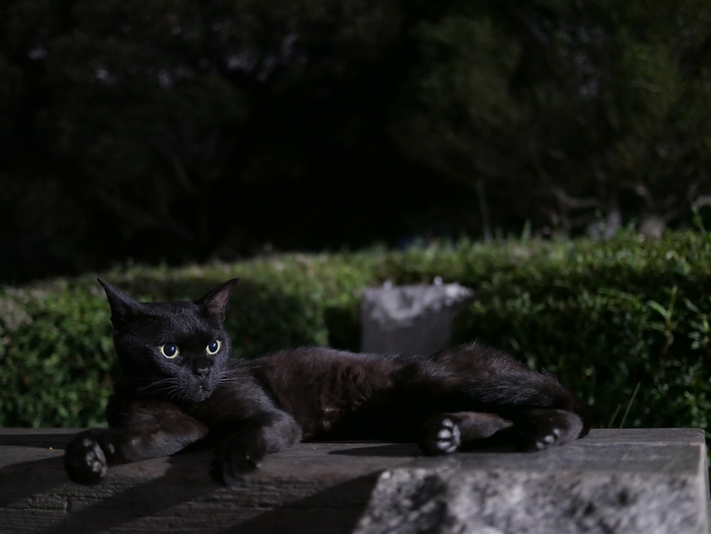 価格.com - 『暗い夜の外の黒猫にも目ならAF合います レンズはパナ
