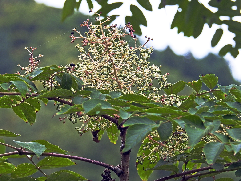 価格 Com 山菜の王タラノキ 棘無しのメンダラ 白い花 緑の実 赤 褐色 黒 全部揃った木 デジタル一眼カメラ Yamaya60さんのクチコミ掲示板投稿画像 写真 写真作例 色いろいろ Part238 色づく秋 撮ったら貼ろう 価格 Com 山菜の王タラノキ 棘無しのメンダラ 白い花 緑の実 赤 褐色 黒 全部揃った木 デジタル一眼カメラ Yamaya60さんのクチコミ掲示板投稿画像 写真 写真作例 色いろいろ Part238 色づく秋 撮ったら貼ろう